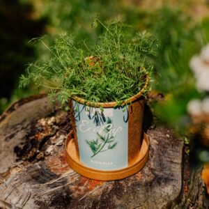 Mirođija – slika 2 | SerbHerb