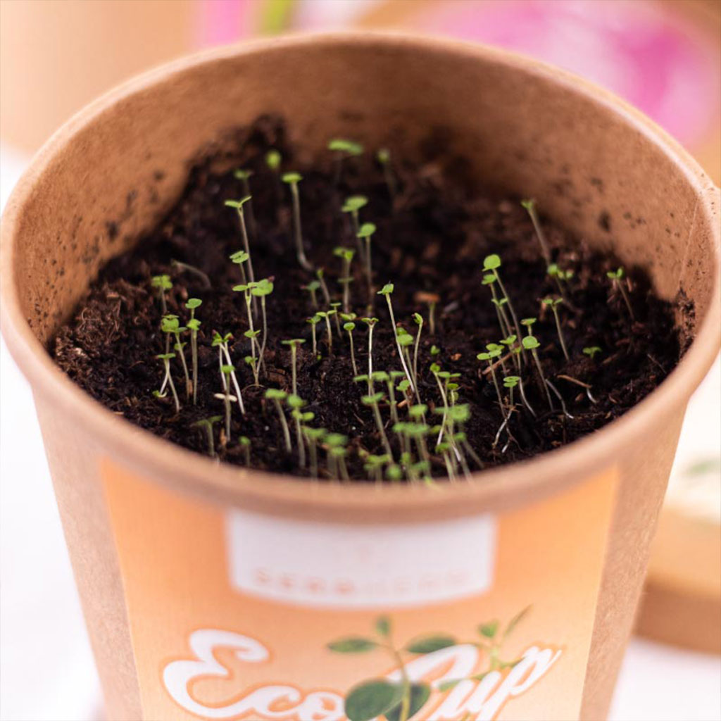 eco cup origano