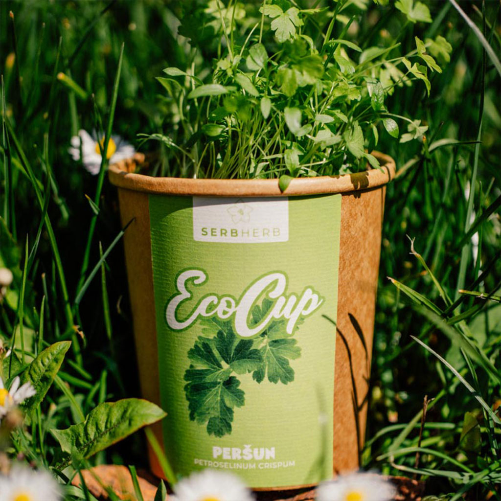 eco cup persun